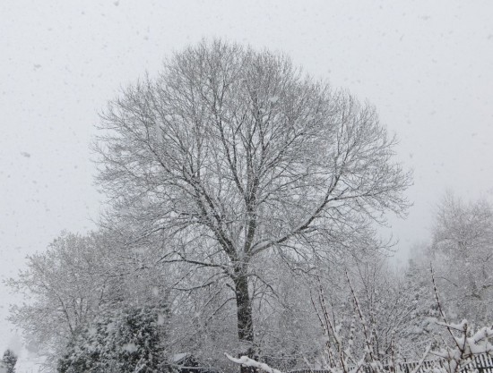 Ein mit Schnee bedeckter  Baum in Thalheim 