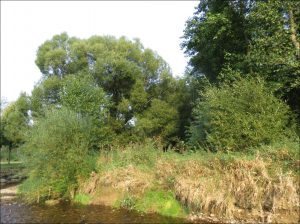 Die Böschung der Zwönitz am Thalheimer Zwönitz Strand. 