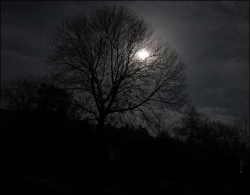 Der Supermond in Thalheim leuchtet durch die Äste der Eiche.